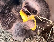 Preguiça-real resgatada em Mato Grosso ganha novo lar no Zoológico de São Paulo