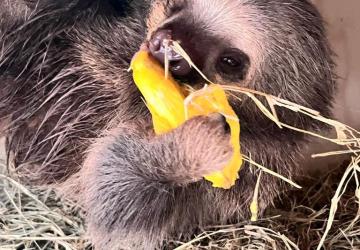 Preguiça-real resgatada em Mato Grosso ganha novo lar no Zoológico de São Paulo