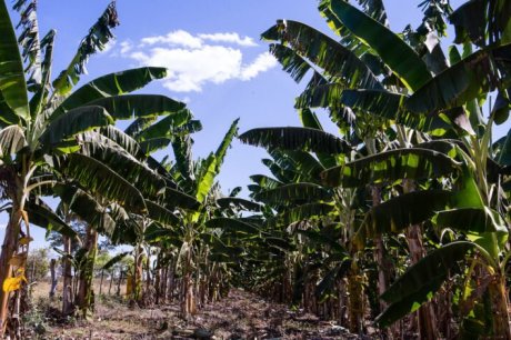 Cultivo da fruta mais produzida em MT é fomentado pelo Governo com entrega de 83 mil mudas só em 2024