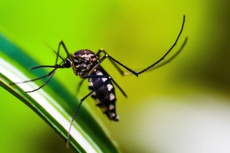 Estratégia de combate ao Aedes com larvicida vira política nacional