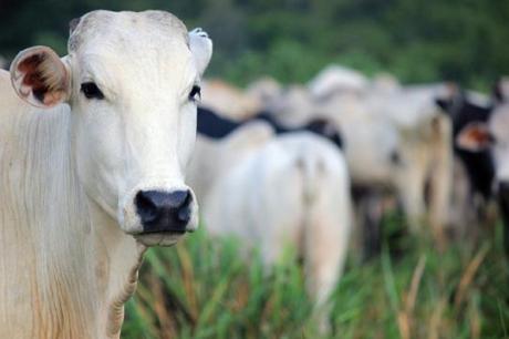 Período de seca exige atenção à suplementação do gado