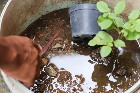 Brasil ultrapassa marca de 5 mil mortes por dengue