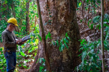 Mato Grosso sedia evento inédito de identificação de árvores da Amazônia