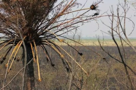 Mato Grosso do Sul enfrenta o pior período de seca em 40 anos