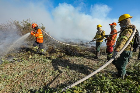 Corpo de Bombeiros combate 50 incêndios florestais neste domingo (22)