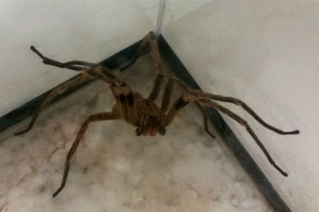 Picadas de aranhas são segunda causa de envenenamento no país