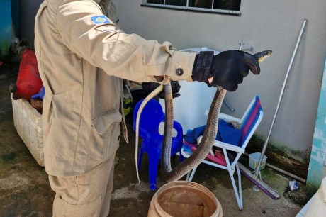 Corpo de Bombeiros alerta para aparecimento de animais peçonhentos em áreas urbanas