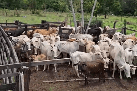 Polícia Militar de Goiás recupera 42 cabeças de gado furtadas em Aragarças