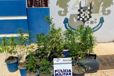 Motociclista é preso e mudas de maconha são apreendidas em chácara na zona rural