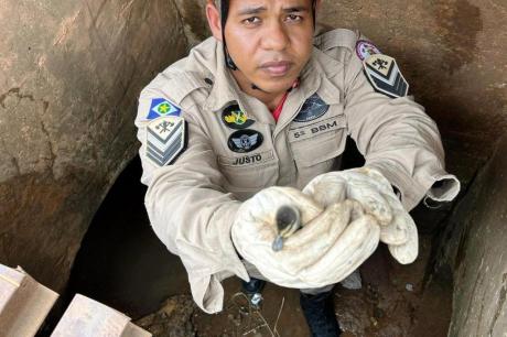 Onze filhotes de pato caem em bueiro e são resgatados pelos bombeiros