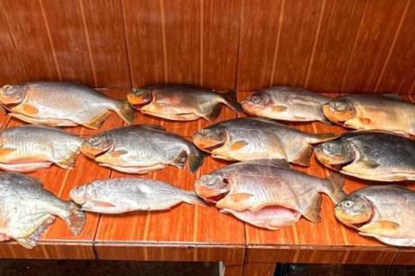 Polícia apreende 18 quilos de pescado irregular durante fiscalização no Pantanal e aplica multa de R$13,3 mil