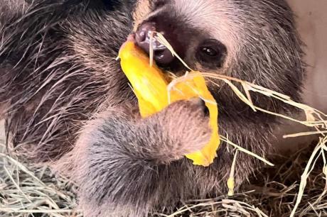 Preguiça-real resgatada em Mato Grosso ganha novo lar no Zoológico de São Paulo